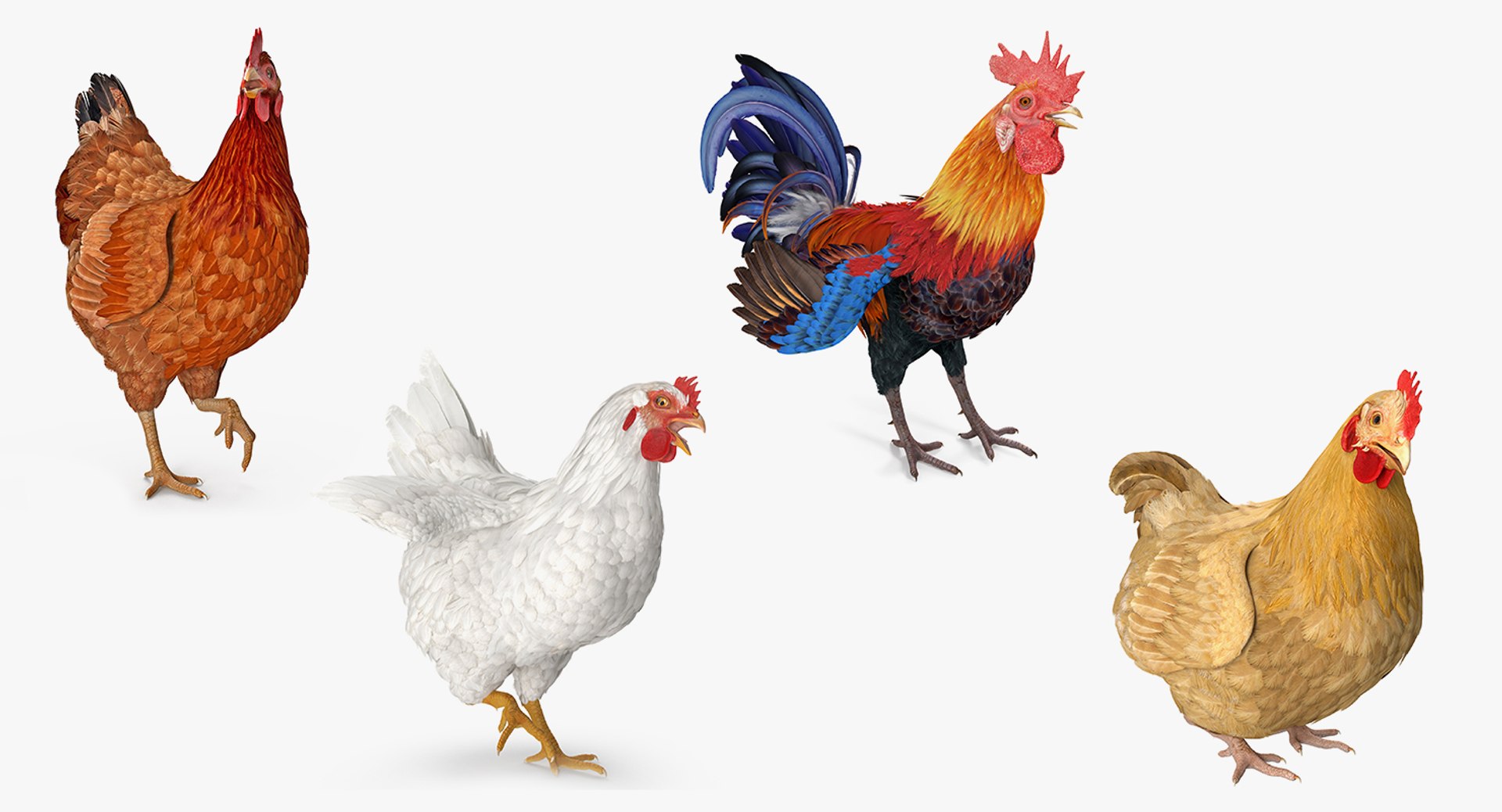 Rooster and Chickens Rigged Collection for Maya