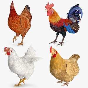 3D rigged rooster chickens