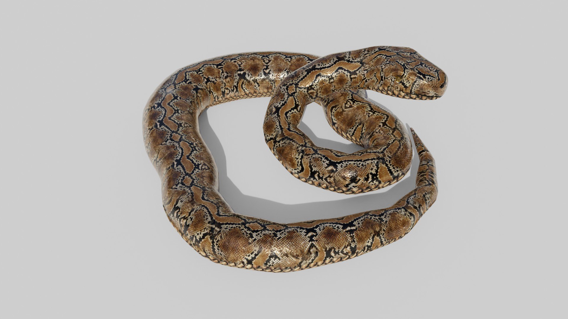 3D Python Snake - Low Poly - Game Ready - PBR - TurboSquid 1832687