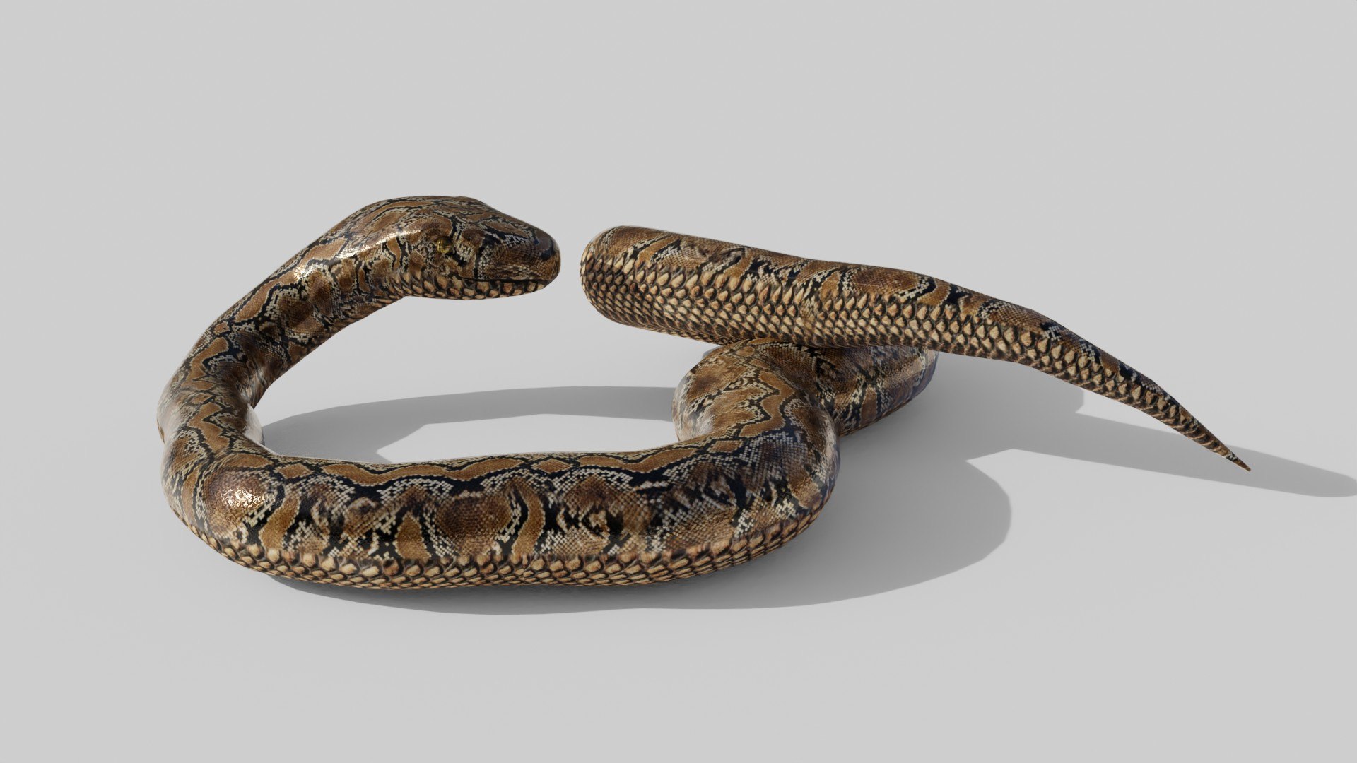 3D Python Snake - Low Poly - Game Ready - PBR - TurboSquid 1832687