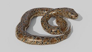 3D Python Snake - Low Poly -  Game Ready - PBR