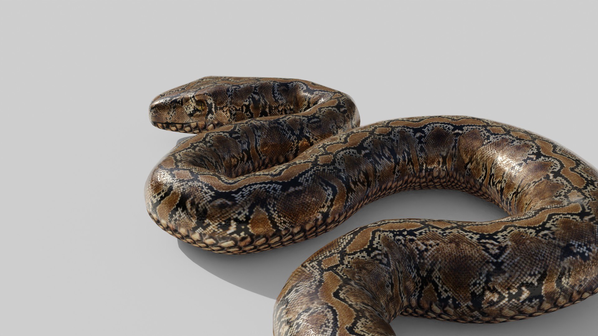 3D Python Snake - Low Poly - Game Ready - PBR - TurboSquid 1832687