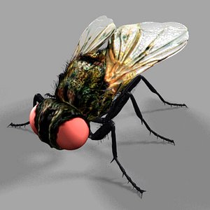 Fly