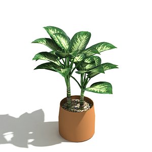 tropical indoor plant dumb max