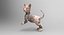 3D cute cat rigged