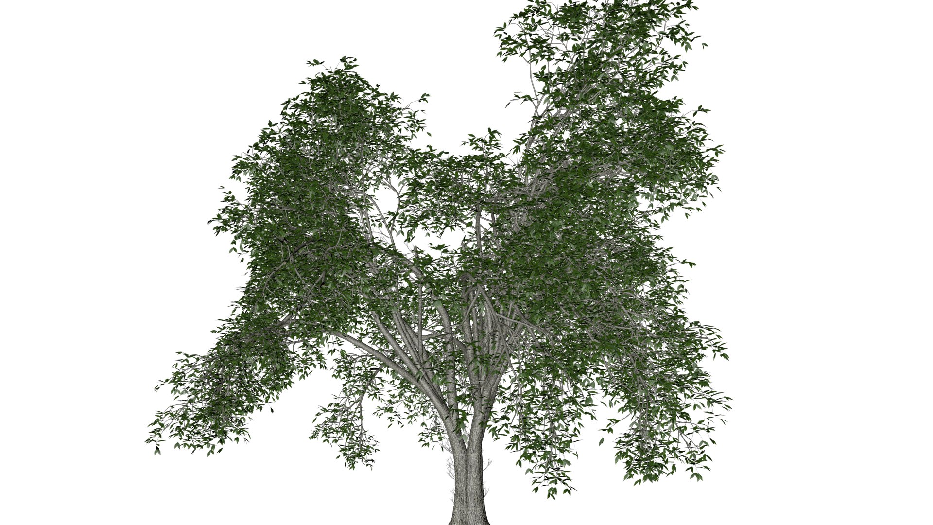 American Elm Tree - 07 - 3D Model - TurboSquid 2374302