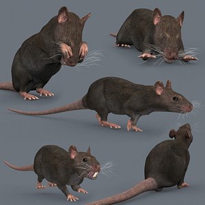 3D model Top Rat - 8k - 3d animated mouse