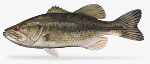 Largemouth Bass