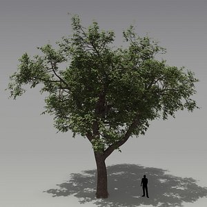 oak tree