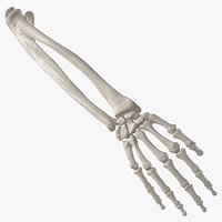 Real Human Hand Ulna and Radius Bones Anatomy 01 White