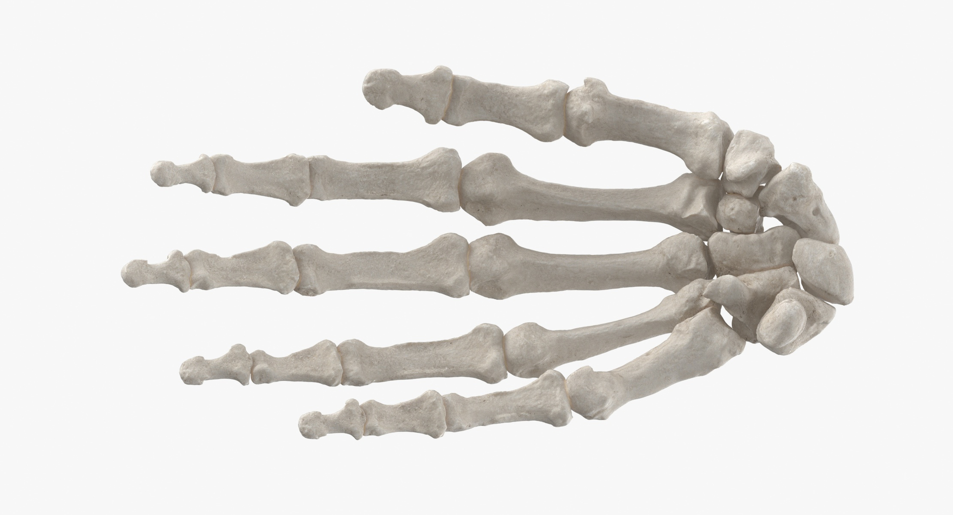 3D real human hand ulna model https://p.turbosquid.com/ts-thumb/o6/sExG7B/A9xdovNq/0000/jpg/1604045628/1920x1080/turn_fit_q99/cface59a0549a86f96883bfa94c85745f01c934e/0000-1.jpg