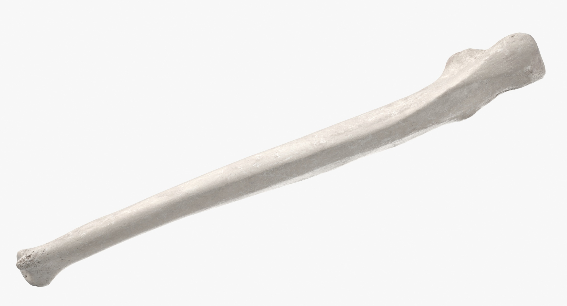 3D real human hand ulna model https://p.turbosquid.com/ts-thumb/o6/sExG7B/WC1BY66e/0000/jpg/1604045764/1920x1080/turn_fit_q99/2d29172c80747991709238d215b4219e92a2c8c7/0000-1.jpg