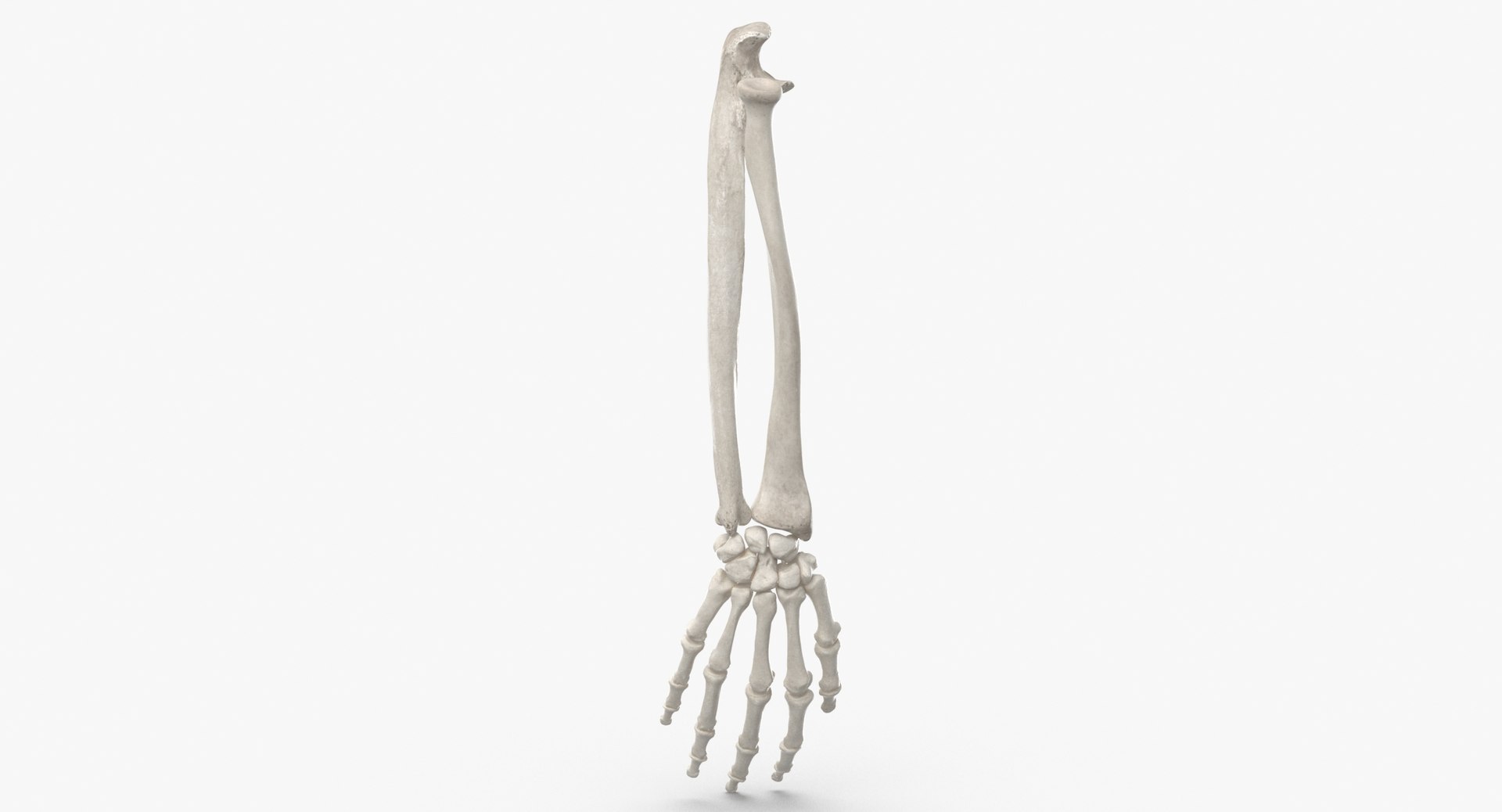 3D real human hand ulna model https://p.turbosquid.com/ts-thumb/o6/sExG7B/ZMgUfIpt/human_hand_ulna_and_radius_bones_anatomy_01_white_thumbnail_0002/jpg/1603711682/1920x1080/fit_q87/6f162fb6628c64d1b98b173402b63265d0906a34/human_hand_ulna_and_radius_bones_anatomy_01_white_thumbnail_0002.jpg