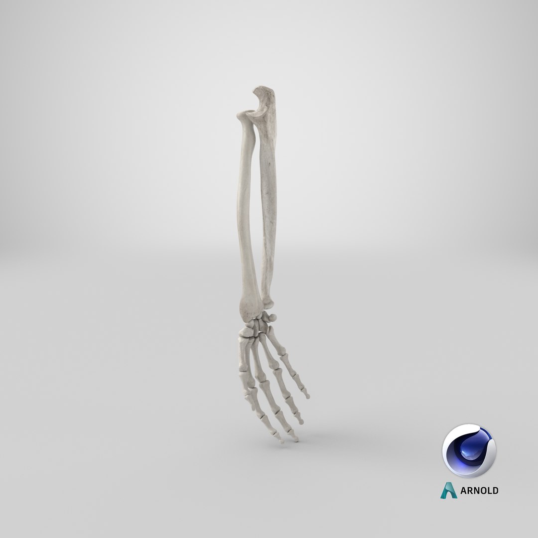 3D real human hand ulna model https://p.turbosquid.com/ts-thumb/o6/sExG7B/kSeU2ZNT/stemcell_cinema_4d_arnold_render/png/1603956679/1920x1080/fit_q87/c4cd87e58f430d95c546dada29dea42f660583d3/stemcell_cinema_4d_arnold_render.jpg