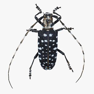 Calloplophora Sollii Remastered