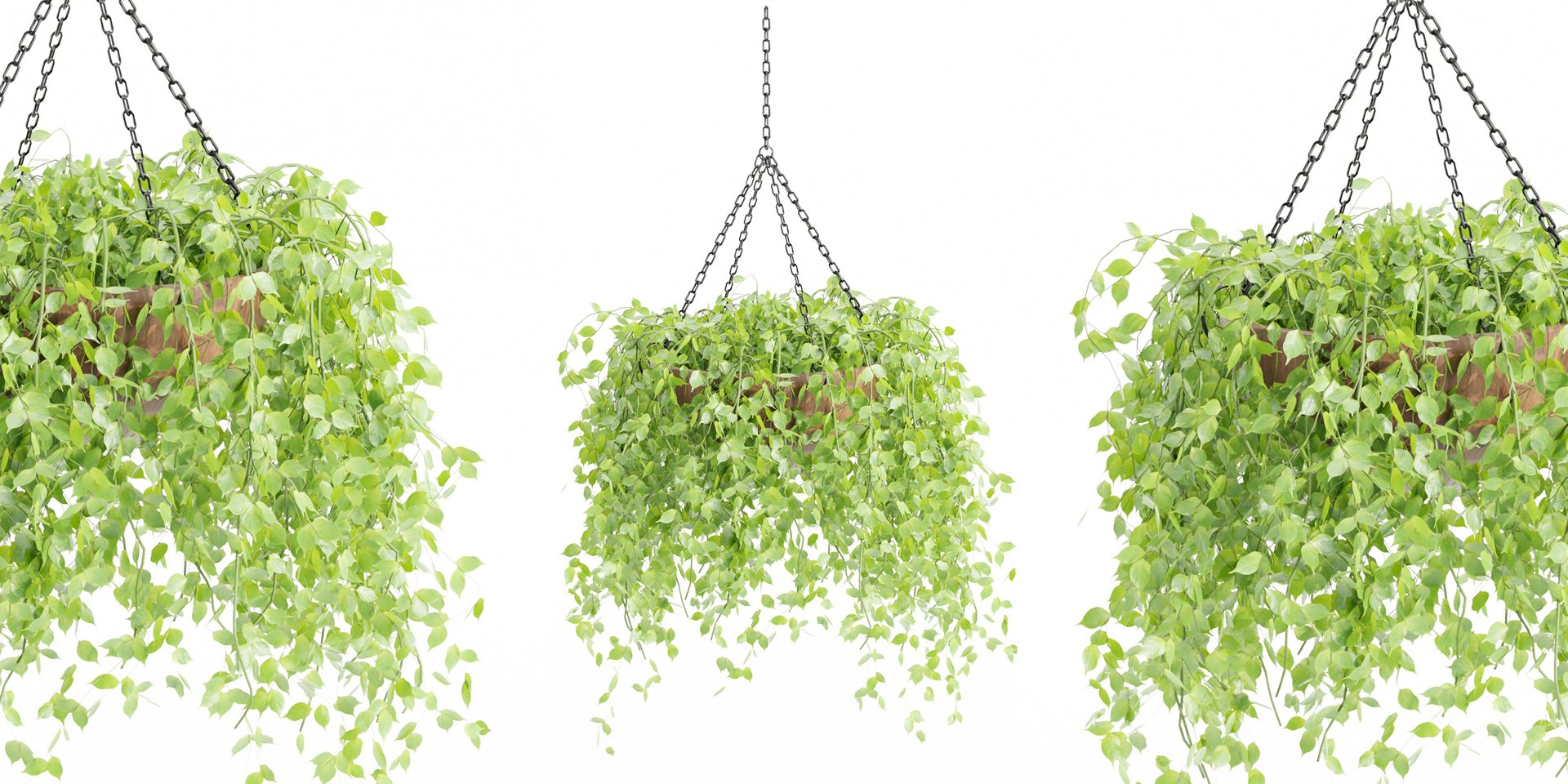 Hanging Plants Collection Vol 142-Blender 3D Model - TurboSquid 2148761