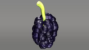 morus mulberry 3d model