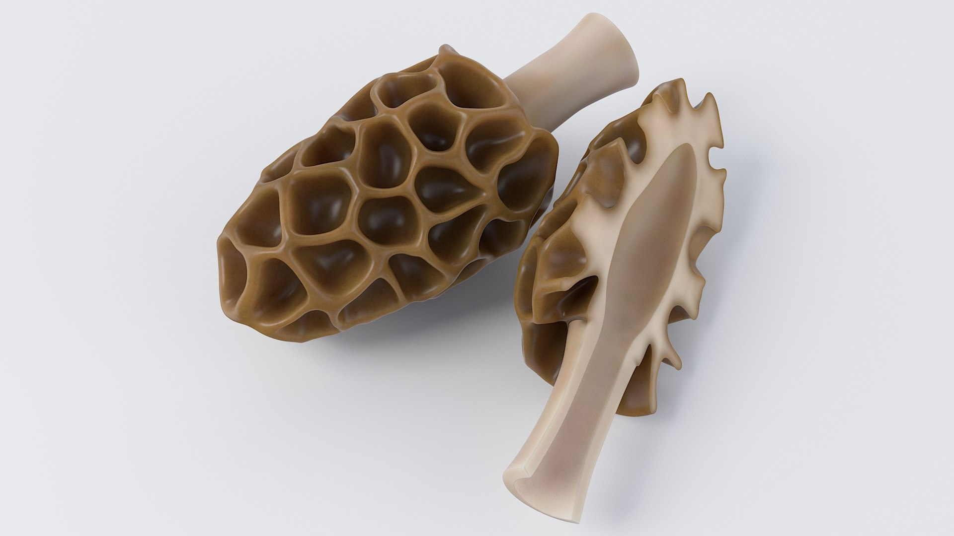 Cartoon Morel Mushroom 3D model https://p.turbosquid.com/ts-thumb/o7/GTzEJk/1C/spugnole_07/jpg/1686290794/1920x1080/fit_q87/8c571b45ef5d9d5314d6b0c584a3b8602d236e69/spugnole_07.jpg
