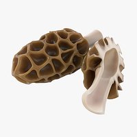 Cartoon Morel Mushroom