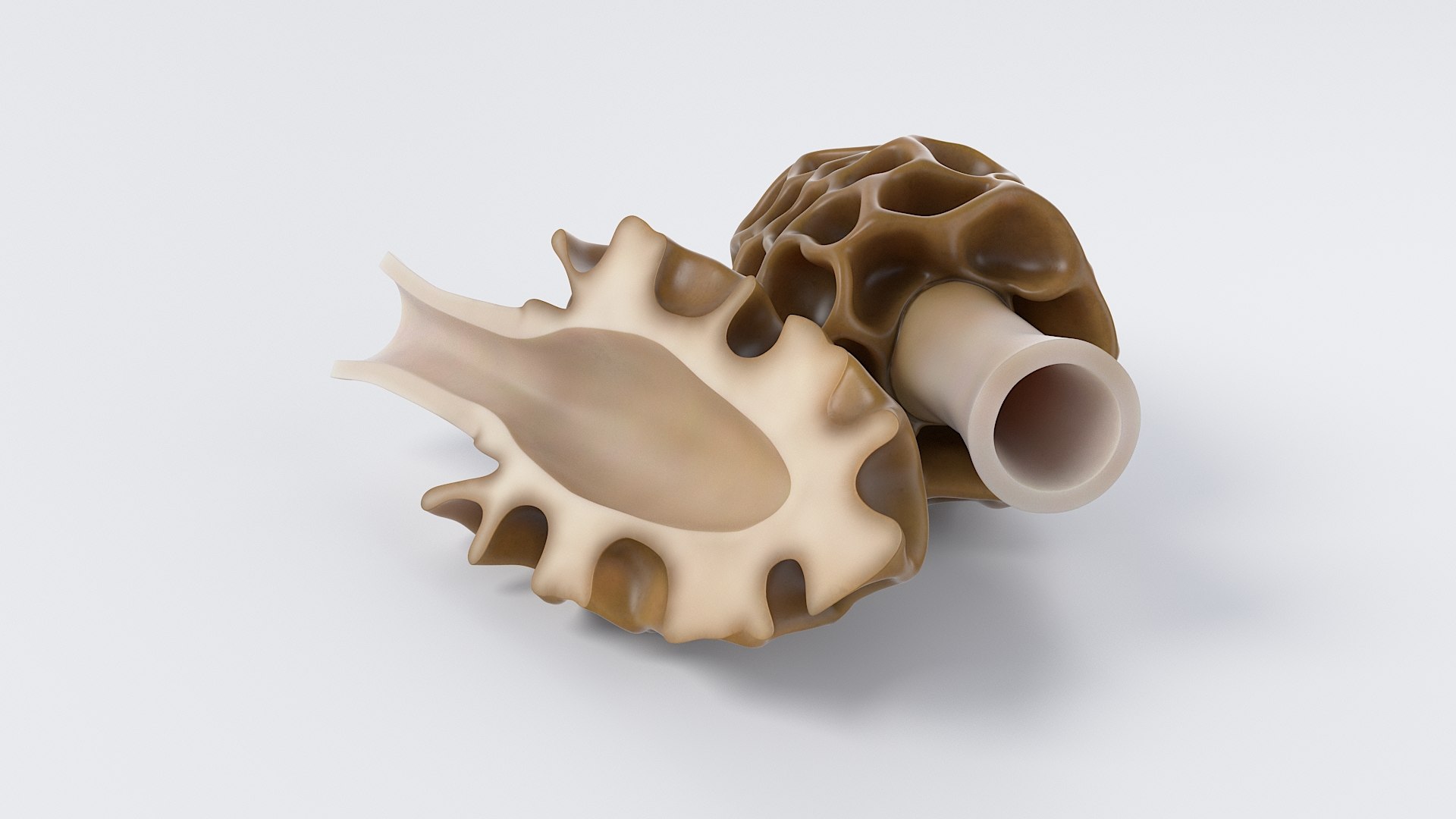 Cartoon Morel Mushroom 3D model https://p.turbosquid.com/ts-thumb/o7/GTzEJk/zQ/spugnole_06/jpg/1686290793/1920x1080/fit_q87/e1975cc3ab7b23b6c95f5f27719c84f00c925cd1/spugnole_06.jpg