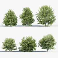 Fagus sylvatica European beech