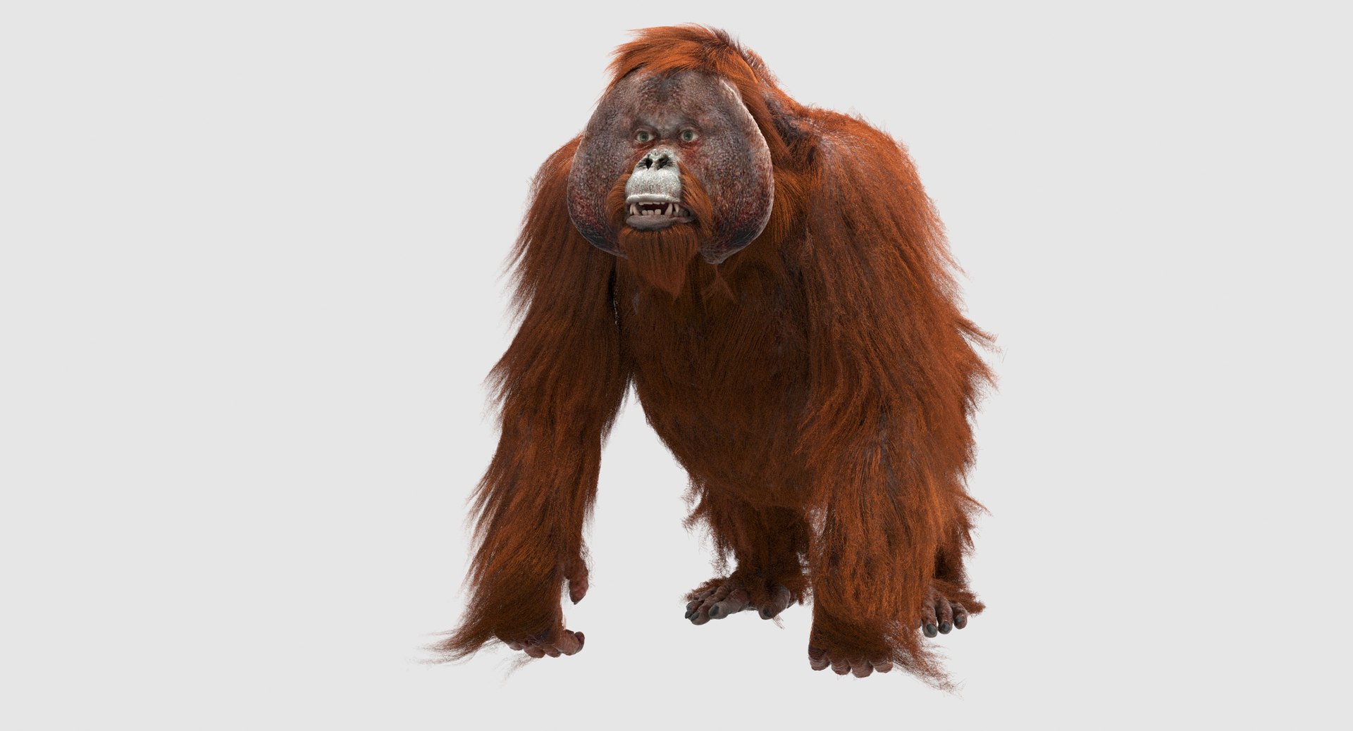 orangutan 3d model https://p.turbosquid.com/ts-thumb/o7/PYp1r4/GqIAZGEz/9/jpg/1477253222/1920x1080/fit_q87/13efeb4b1c3238e6f5804c24c4638b24ac50f6c7/9.jpg