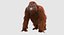 Orangutan with Fur