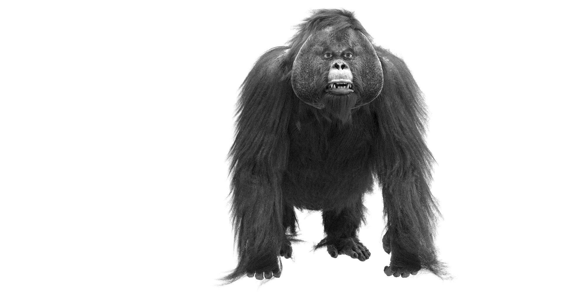 orangutan 3d model https://p.turbosquid.com/ts-thumb/o7/PYp1r4/H6RIkv4H/bw10/jpg/1477254916/1920x1080/fit_q87/8519c925dfe77583908e88ecb6ab6b425afb1a6d/bw10.jpg