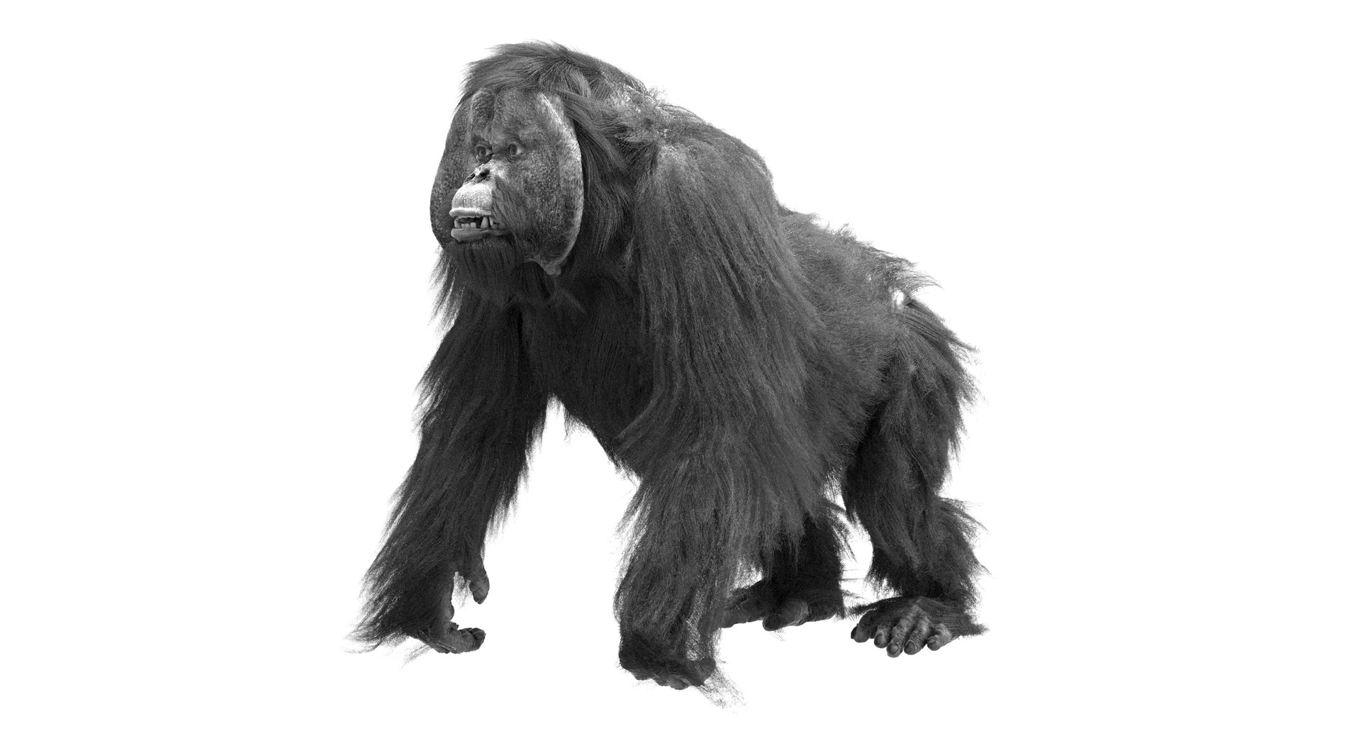 orangutan 3d model https://p.turbosquid.com/ts-thumb/o7/PYp1r4/LPTCXdF5/bw8/jpg/1477254916/1920x1080/fit_q87/e948b5e04a15771e8575456cdde9cf3a8eb7ae8e/bw8.jpg