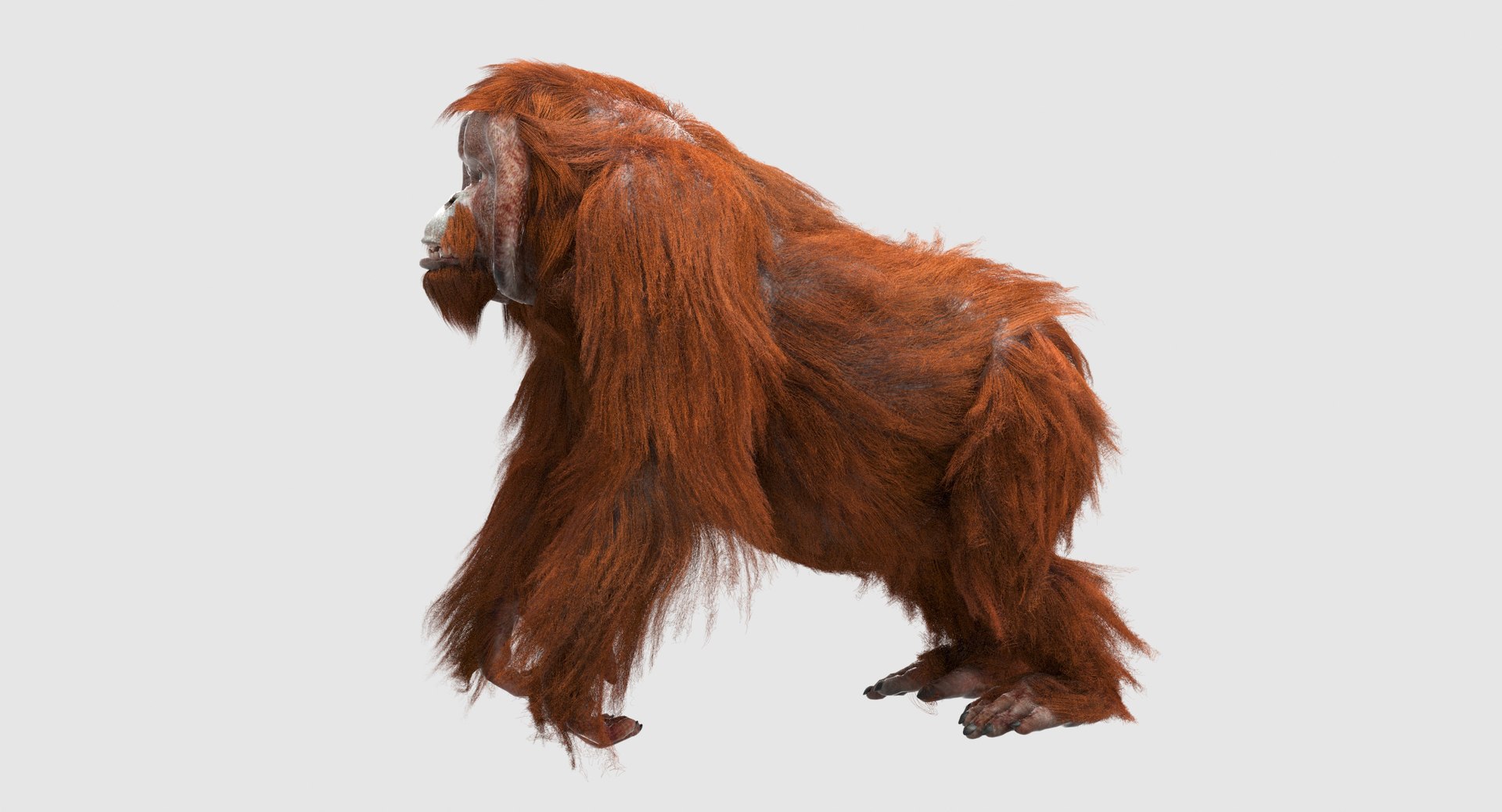 orangutan 3d model https://p.turbosquid.com/ts-thumb/o7/PYp1r4/Qs4cEbzT/7/jpg/1477253222/1920x1080/fit_q87/60c989b883e6f81766005969f00885cbce145ed2/7.jpg