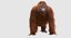 Orangutan with Fur
