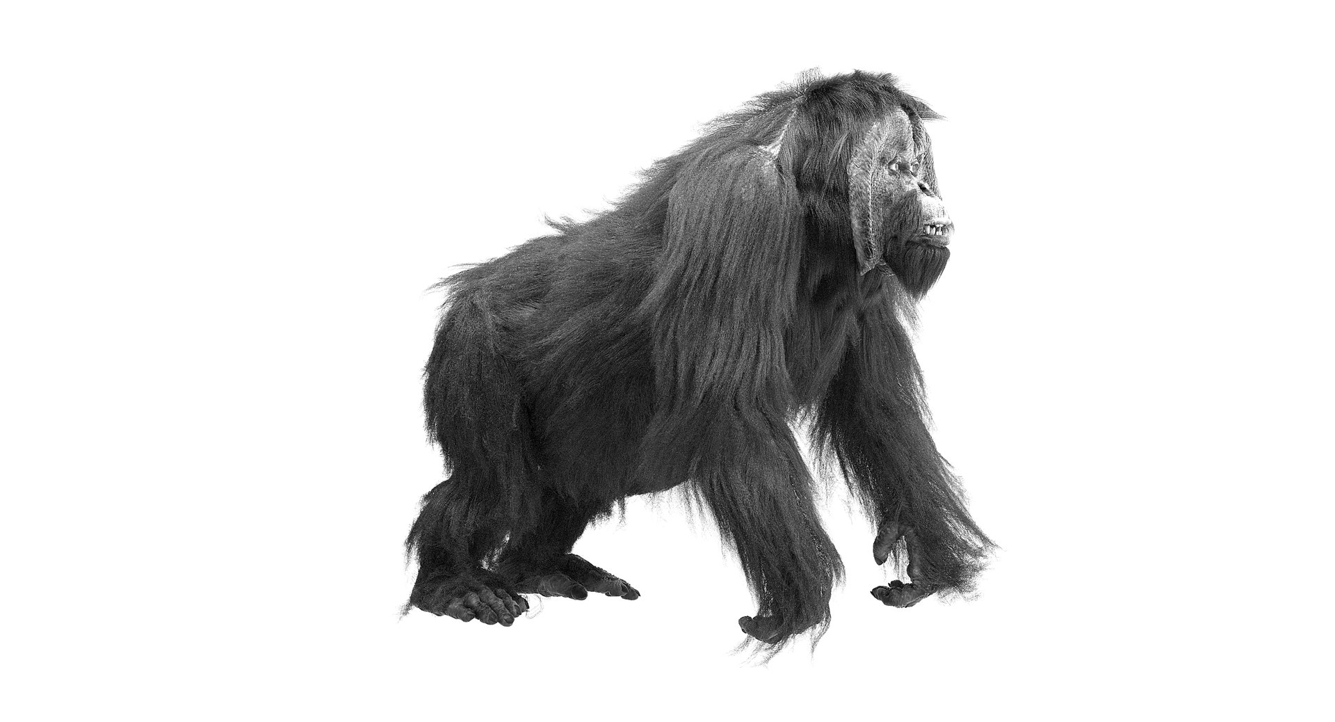 orangutan 3d model https://p.turbosquid.com/ts-thumb/o7/PYp1r4/XDCs7aoD/bw2/jpg/1477254916/1920x1080/fit_q87/3ba1f83424a8c9cfa73793485ef4d0f9882fb3d2/bw2.jpg