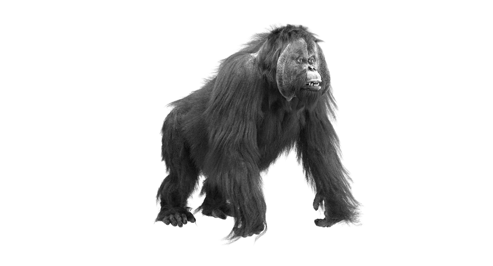 orangutan 3d model https://p.turbosquid.com/ts-thumb/o7/PYp1r4/qpPqPLtb/bw1/jpg/1477254916/1920x1080/fit_q87/82ebe42f870baa783904c7b9c29de8263c051d31/bw1.jpg