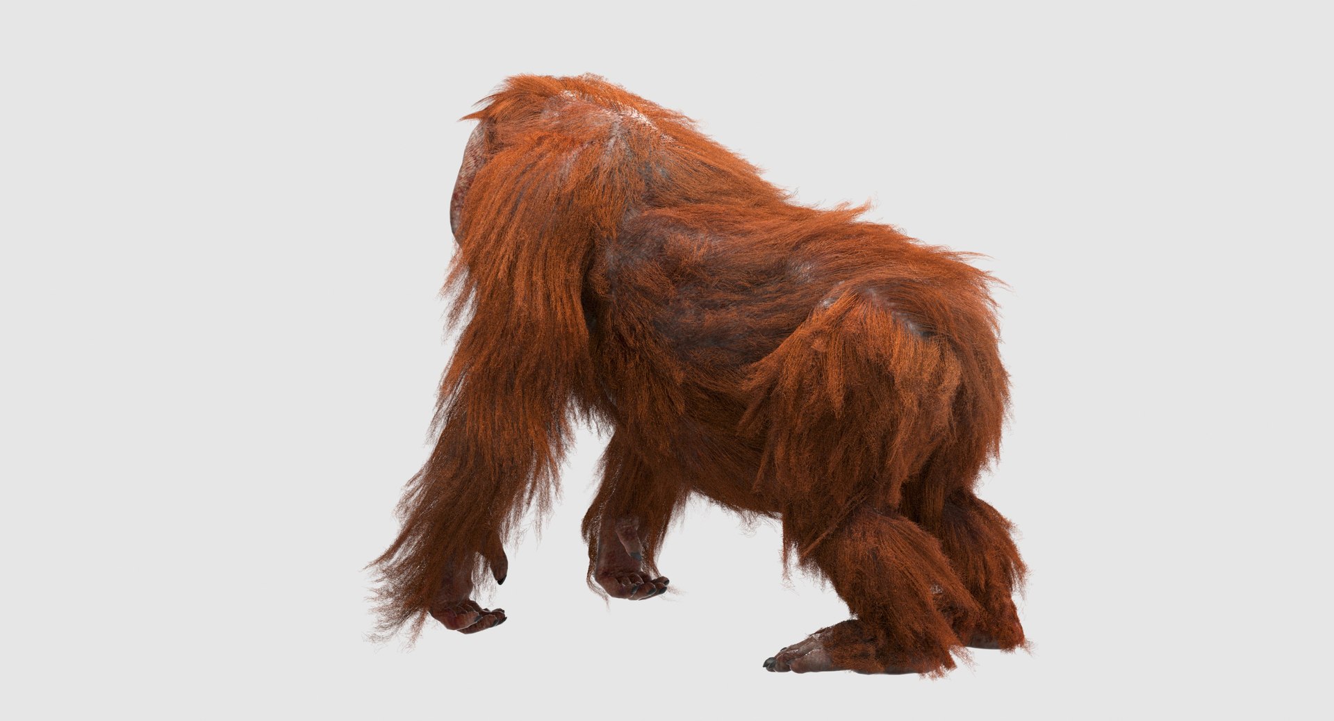 orangutan 3d model https://p.turbosquid.com/ts-thumb/o7/PYp1r4/s8SlENyj/6/jpg/1477253222/1920x1080/fit_q87/bb4c6ce1ab90d5892b3fc1041059546aa93998b8/6.jpg