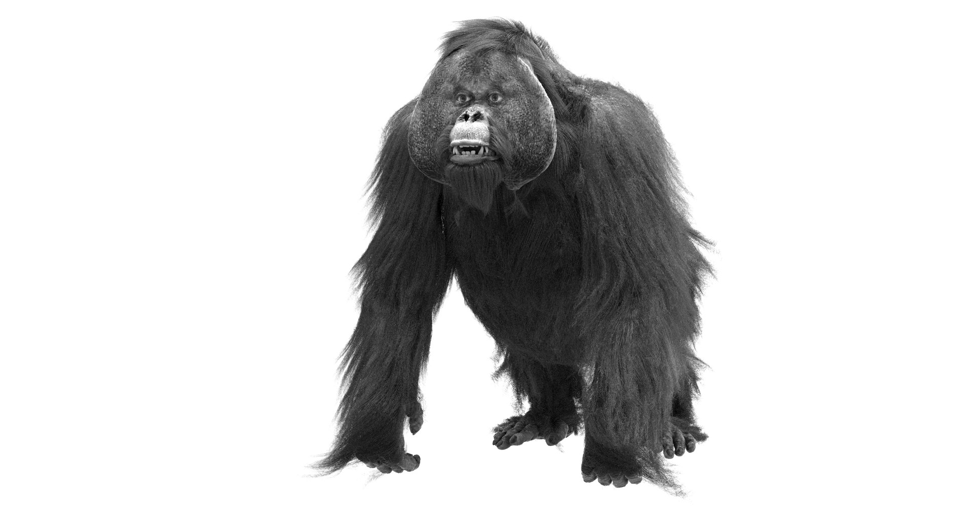 orangutan 3d model https://p.turbosquid.com/ts-thumb/o7/PYp1r4/uDFn6R3w/bw9/jpg/1477254916/1920x1080/fit_q87/5327dd289ccfe1fc9c9b6371aac07ce42271d880/bw9.jpg