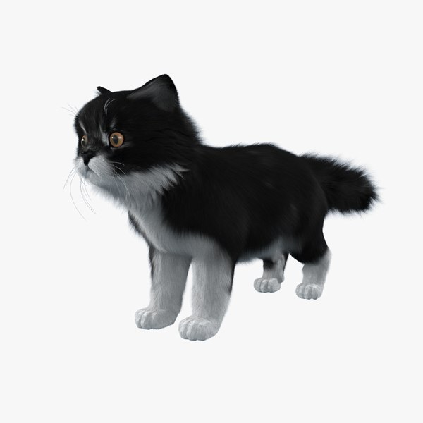 cat fur model