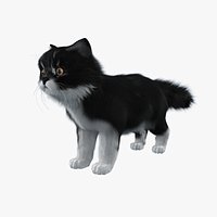 Persian cat