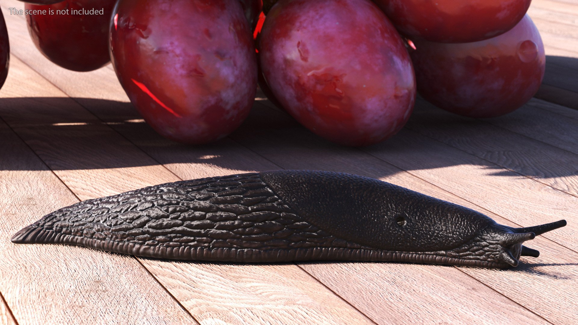 3D Garden Slug Rigged for Maya https://p.turbosquid.com/ts-thumb/o7/fJeLbR/AV/gardenslugriggedformaya3dmodel018/jpg/1674604708/1920x1080/fit_q87/8fe226d0232f8c1907dc5755267953faa279e229/gardenslugriggedformaya3dmodel018.jpg