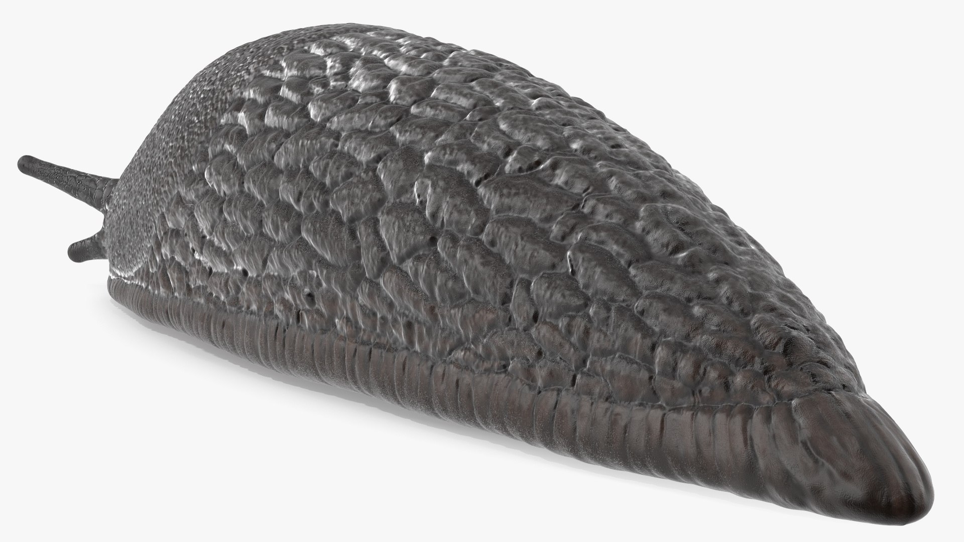 3D Garden Slug Rigged for Maya https://p.turbosquid.com/ts-thumb/o7/fJeLbR/GZ/gardenslugriggedformaya3dmodel027/jpg/1674604736/1920x1080/fit_q87/e56241e663547d679f430a13970ce4613e23155a/gardenslugriggedformaya3dmodel027.jpg