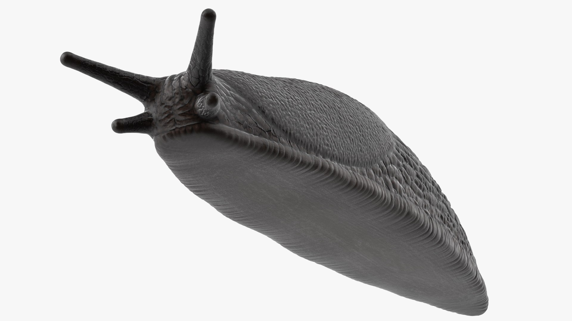 3D Garden Slug Rigged for Maya https://p.turbosquid.com/ts-thumb/o7/fJeLbR/Jd/gardenslugriggedformaya3dmodel028/jpg/1674604739/1920x1080/fit_q87/bd3be8d5c8bcec286f45ed9b2b4b98068c5517c9/gardenslugriggedformaya3dmodel028.jpg