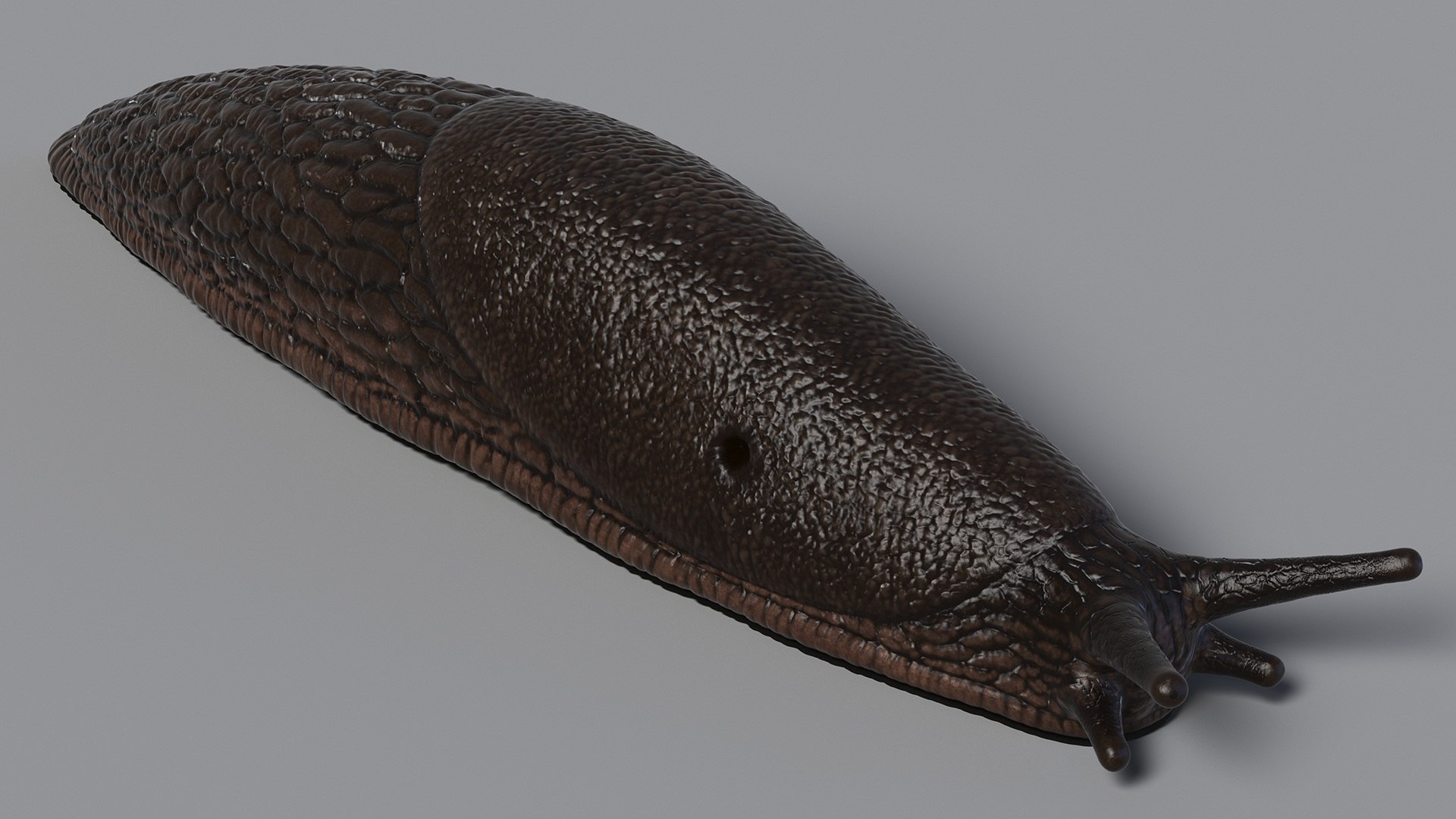 3D Garden Slug Rigged for Maya https://p.turbosquid.com/ts-thumb/o7/fJeLbR/KL/gardenslugriggedformaya3dmodel019/jpg/1674604712/1920x1080/fit_q87/91d3388f382ba806e3c3c62bc85f34e17caa0cc8/gardenslugriggedformaya3dmodel019.jpg