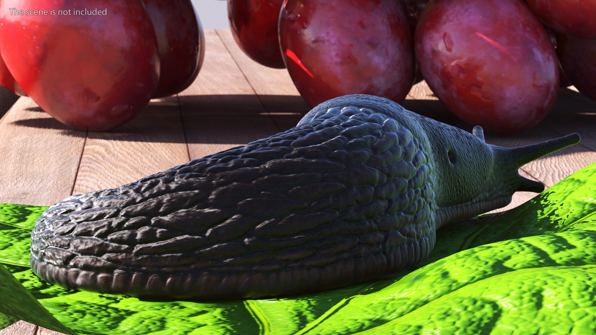3D Garden Slug Rigged for Maya https://p.turbosquid.com/ts-thumb/o7/fJeLbR/P4/gardenslugriggedformaya3dmodel008/jpg/1674604678/1920x1080/fit_q87/3de5f2f63d0336f9b051d4ee9cb00923ce1d25a1/gardenslugriggedformaya3dmodel008.jpg
