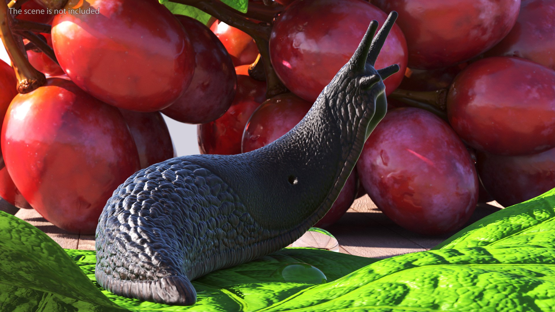 3D Garden Slug Rigged for Maya https://p.turbosquid.com/ts-thumb/o7/fJeLbR/QI/gardenslugriggedformaya3dmodel012/jpg/1674604690/1920x1080/fit_q87/e2bba59b4f35b789774347acf5332269942bd360/gardenslugriggedformaya3dmodel012.jpg