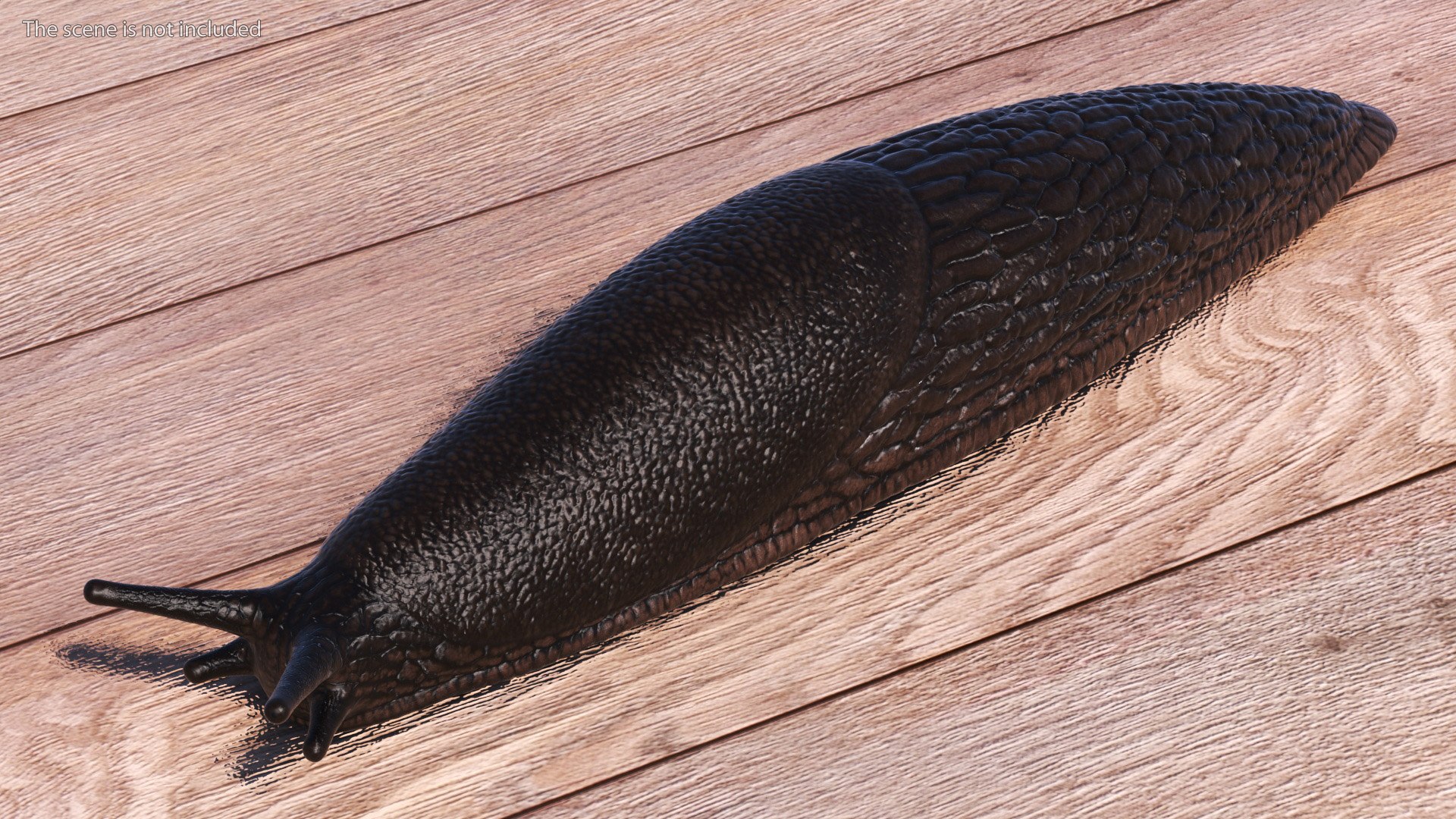 3D Garden Slug Rigged for Maya https://p.turbosquid.com/ts-thumb/o7/fJeLbR/bz/gardenslugriggedformaya3dmodel005/jpg/1674604669/1920x1080/fit_q87/47862fea08c0aa4fab4d3f6f0a001fae1236bf12/gardenslugriggedformaya3dmodel005.jpg