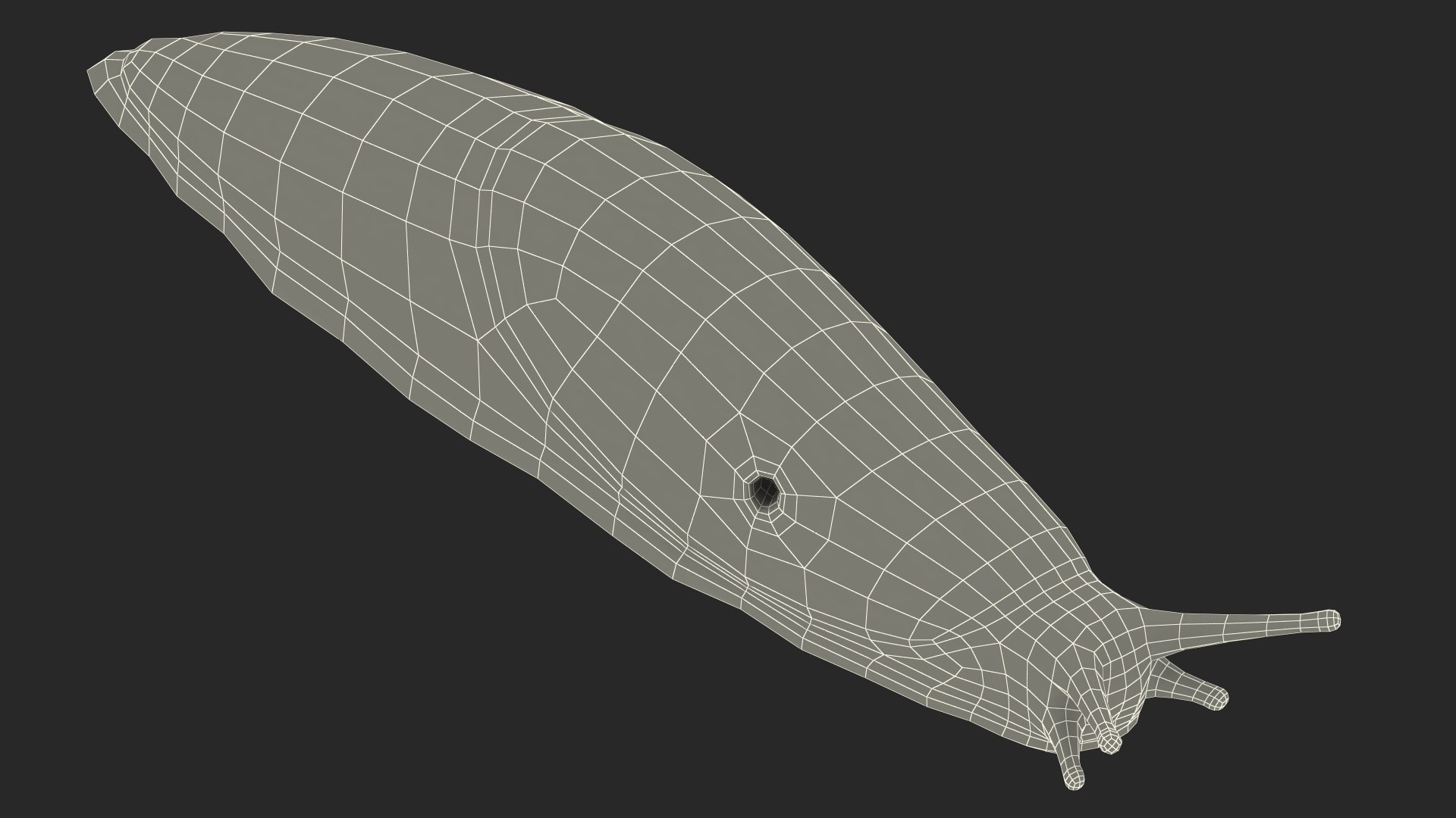 3D Garden Slug Rigged for Maya https://p.turbosquid.com/ts-thumb/o7/fJeLbR/kd/gardenslugriggedformaya3dmodel035/jpg/1674604760/1920x1080/fit_q87/fb5099ca6466ed604a8f71aad4d846b20a3e68ce/gardenslugriggedformaya3dmodel035.jpg