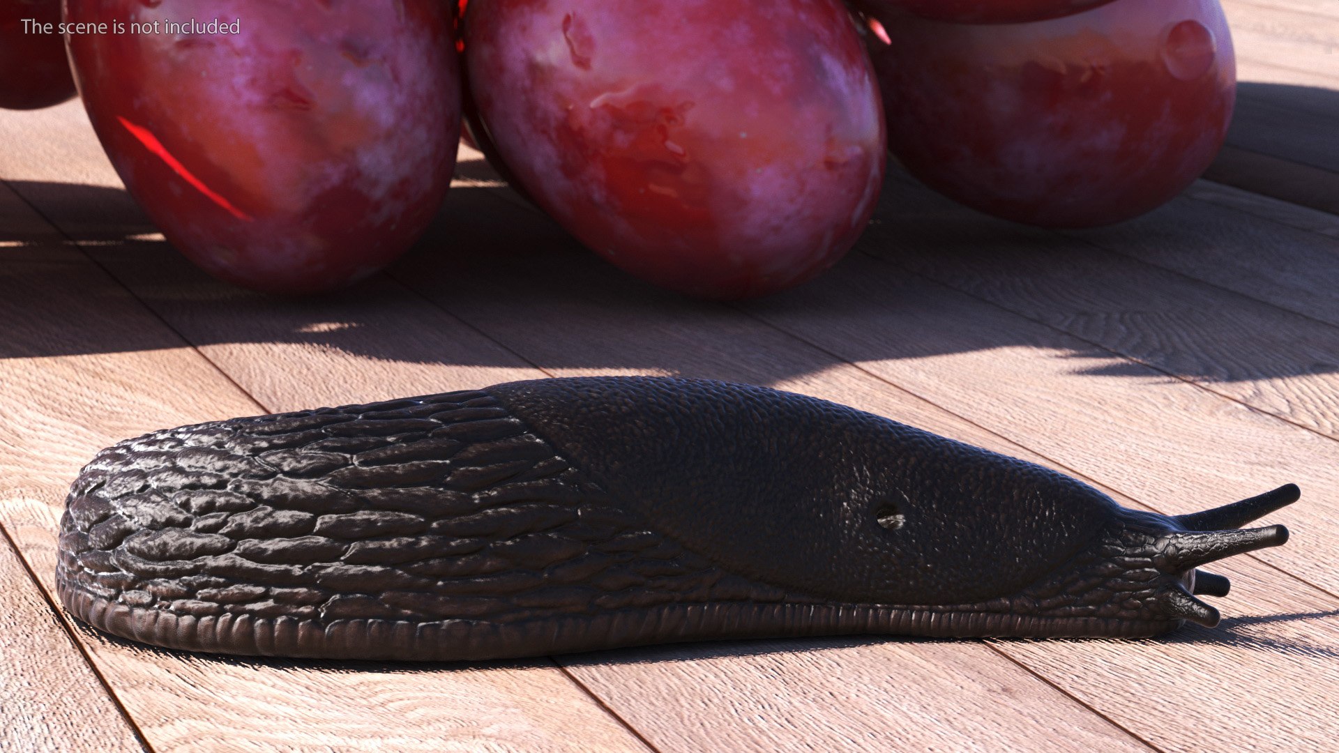 3D Garden Slug Rigged for Maya https://p.turbosquid.com/ts-thumb/o7/fJeLbR/nv/gardenslugriggedformaya3dmodel010/jpg/1674604684/1920x1080/fit_q87/a30a38bd89e9e8f4468095850f79149f1cc65cc9/gardenslugriggedformaya3dmodel010.jpg