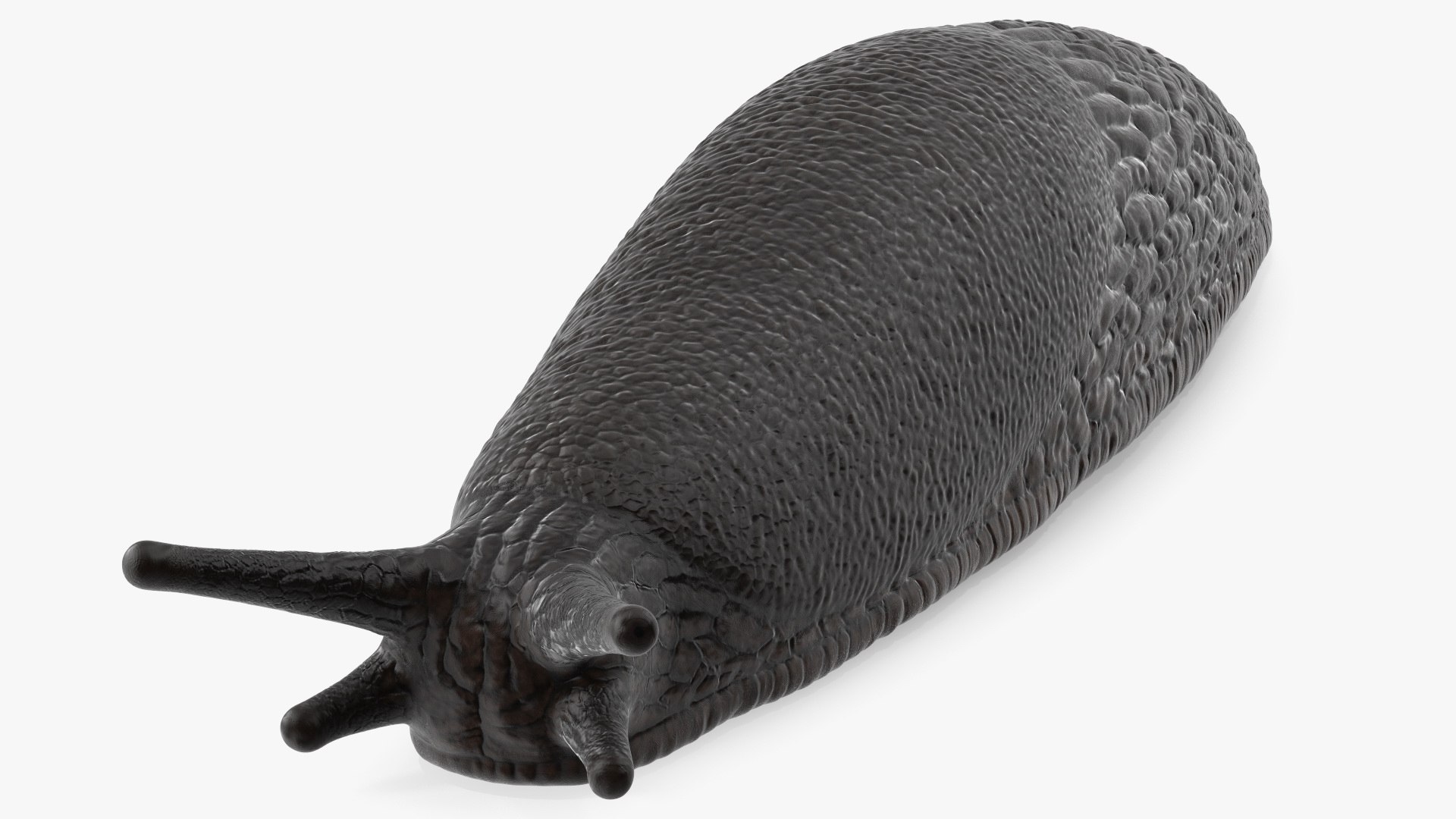 3D Garden Slug Rigged for Maya https://p.turbosquid.com/ts-thumb/o7/fJeLbR/oe/gardenslugriggedformaya3dmodel024/jpg/1674604727/1920x1080/fit_q87/a806247ca338a30e8e9994fe08fd87b5fac617a1/gardenslugriggedformaya3dmodel024.jpg