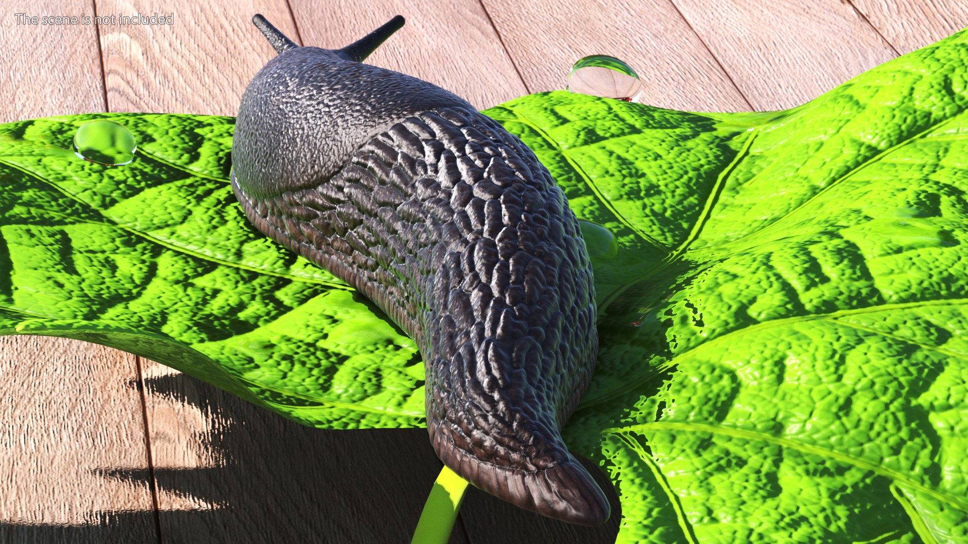 3D Garden Slug Rigged for Maya https://p.turbosquid.com/ts-thumb/o7/fJeLbR/yZ/gardenslugriggedformaya3dmodel016/jpg/1674604702/1920x1080/fit_q87/e83667adee7cda10d791310584a252eaf66d7c3b/gardenslugriggedformaya3dmodel016.jpg