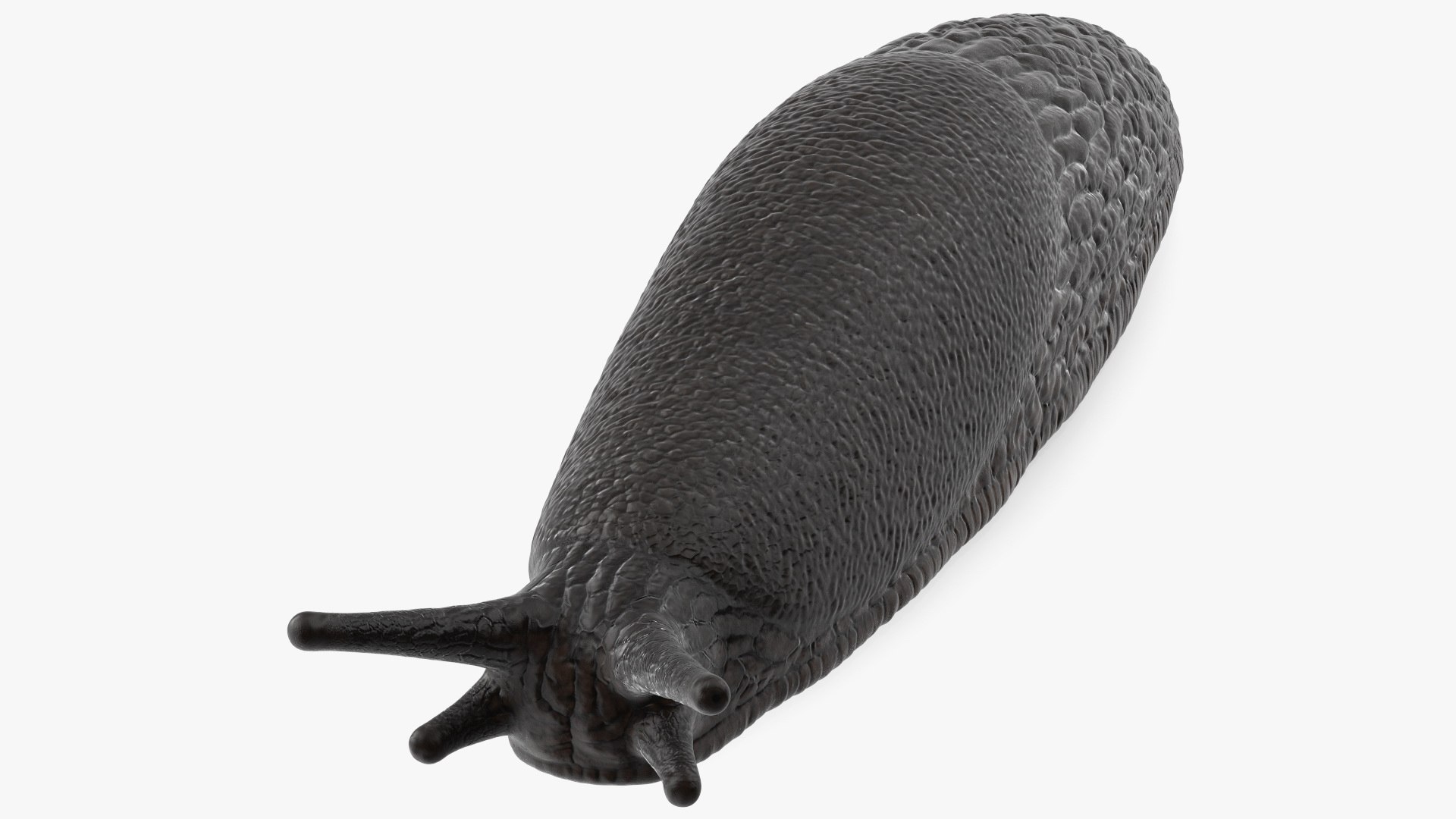 3D Garden Slug Rigged for Maya https://p.turbosquid.com/ts-thumb/o7/fJeLbR/yw/gardenslugriggedformaya3dmodel022/jpg/1674604721/1920x1080/fit_q87/63d57f7095492642f03ff5cbb625675a38c05e0b/gardenslugriggedformaya3dmodel022.jpg