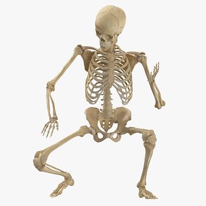 real human female skeleton model